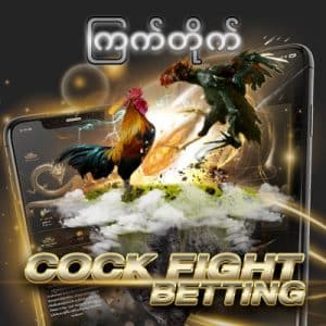cock fight